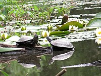 Фото Черепаха болотная Emys orbicularis  (photo#121985)