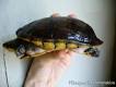 Фото Черепаха иловая желторотая Kinosternon leucostomum White Cheek Mud Turtle  (photo#122059)