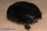 Фото Черепаха иловая красноватая WC Kinosternon subrubrum Eastern Mud Turtle  (photo#122065)