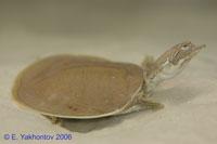 Фото Черепаха мягкотелая американская Apalone spinifera Spiny Softshell Turtle  (photo#122119)