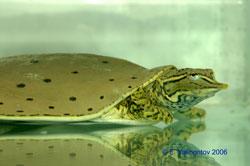 Фото Черепаха мягкотелая американская Apalone spinifera Spiny Softshell Turtle  (photo#122120)