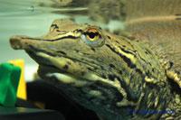 Фото Черепаха мягкотелая американская Apalone spinifera Spiny Softshell Turtle  (photo#122121)