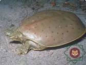 Фото Черепаха мягкотелая американская Apalone spinifera Spiny Softshell Turtle  (photo#122123)