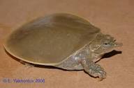 Фото Черепаха мягкотелая американская Apalone spinifera Spiny Softshell Turtle  (photo#122125)