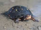 Фото Черепаха пятнистая Clemmys guttata Spotted turtle  (photo#122146)