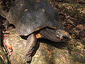 Фото Черепаха угольная Geochelone carbonaria Red Foot Tortoise  (photo#122164)