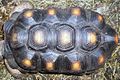 Фото Черепаха угольная Geochelone carbonaria Red Foot Tortoise  (photo#122165)