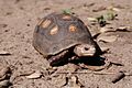 Фото Черепаха угольная Geochelone carbonaria Red Foot Tortoise  (photo#122166)