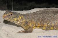 Фото Шипохвост Гейра Uromastix geyri  (photo#122178)