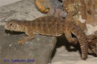 Фото Шипохвост египетский Uromastyx aegyptia  (photo#122181)