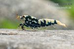 Фото Креветка «Черная галактика» Caridina spec. Black Galaxy  (photo#122496)