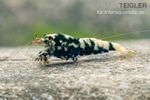 Фото Креветка «Черная галактика» Caridina spec. Black Galaxy  (photo#122497)