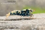 Фото Креветка «Черная галактика» Caridina spec. Black Galaxy  (photo#122498)