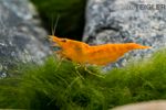 Фото Креветка кроваво-оранжевая , неокаридина давиди Bloody Orange - Neocaridina davidi   (photo#122507)