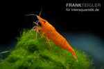 Фото Креветка кроваво-оранжевая , неокаридина давиди Bloody Orange - Neocaridina davidi   (photo#122508)