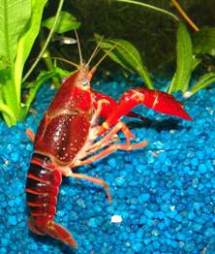 Раки в аквариуме. Пресноводные раки. - Procambarus clarkii 5.JPG.jpg