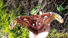 Фото Павлиноглазка атлас Attacus atlas  (photo#123160)