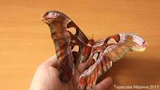 Фото Павлиноглазка атлас Attacus atlas  (photo#123161)