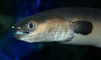 Аквариумные Рыбки Морской песчаный угорь (Taenioconger hassi), пятнистый