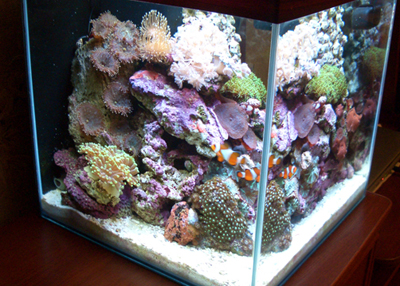 Встроенный аквариум (в стену, пол, мебель) - 40 Фото примеров