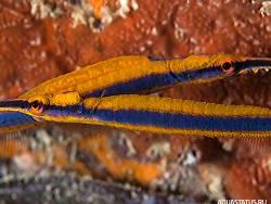 Фото Рыба-игла Хонсю Doryrhamphus japonicus  (photo#154300)