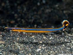 Фото Рыба-игла Хонсю Doryrhamphus japonicus  (photo#154301)