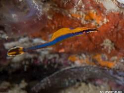 Фото Рыба-игла Хонсю Doryrhamphus japonicus  (photo#154302)
