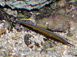 Фото Квинслендская рыба-игла Doryrhamphus Malus  (photo#154305)
