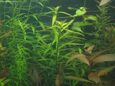 Опознание аквариумных растений - фото5.jpg