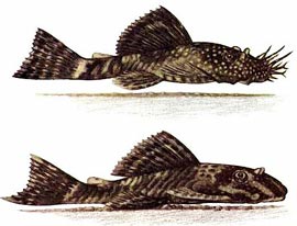Помогите опознать рыбку опознание рыб  - Ancistrus_dolichopterus.jpg