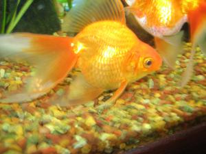 Золотые рыбки и объем аквариума - зат 2.jpg