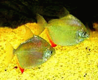 Рыбы погрызли эхинодорус - metynnis_obiknovenniy.GIF