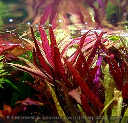 Опознание аквариумных растений - Limnophila_aromatica.jpg