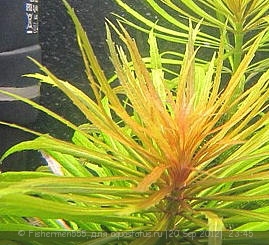 Опознание аквариумных растений - IMG_0495.jpg