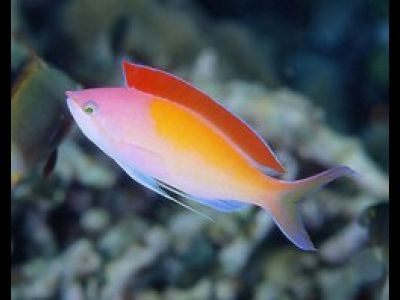 Морские рыбы. - 6_1237339844.jpg
