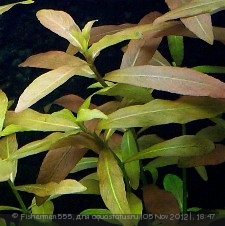 Опознание аквариумных растений - hygrophila polysperma2.jpg
