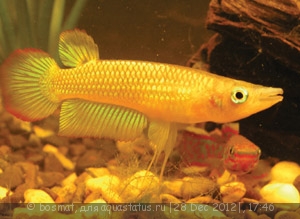 Помогите опознать рыбку опознание рыб  - Aplocheilus lineatus Gold053.jpg