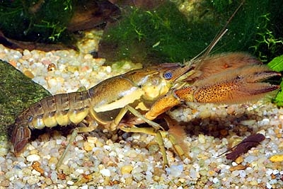 Procambarus acanthophorus - Procambarus acanthophorus3.jpg
