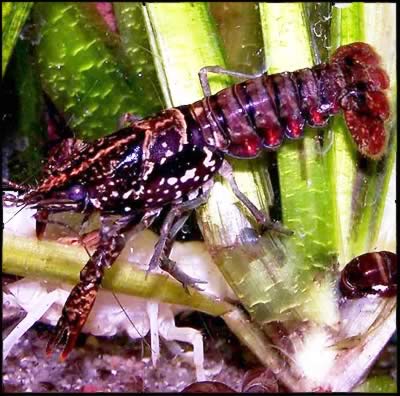 Procambarus enoplosternum - Procambarus enoplosternum.jpg