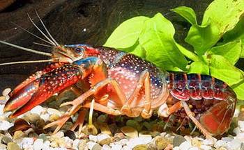 Procambarus clarkii - Красный болотный, флоридский или вьетнамский рак. - Procambarus clarkii.jpg