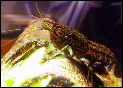 Procambarus sp. marble crayfish - Мраморный рак. - marblecrayfish.jpg