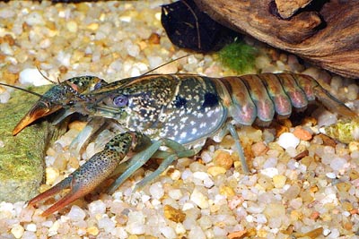 Procambarus pubescens - Пушистый рак. - Procambarus pubescens.jpg