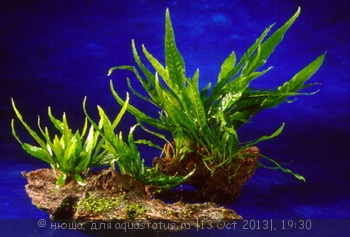 Правила размещения аквариумных растений - растения на камнях 2.jpg