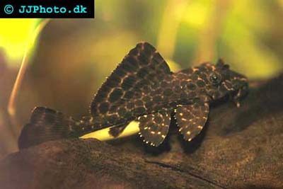 Помогите опознать рыбку опознание рыб  - Glyptoperichthys gibbiceps3.jpg