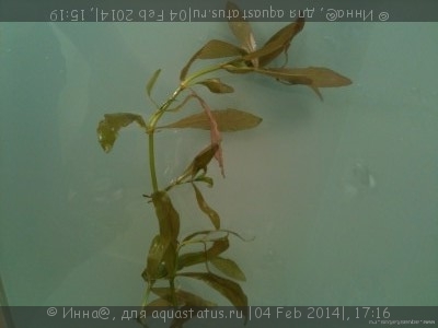 Опознание аквариумных растений - 50658.jpg
