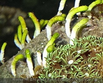 Нелегалы в морском аквариуме - Neomeris sp..jpg