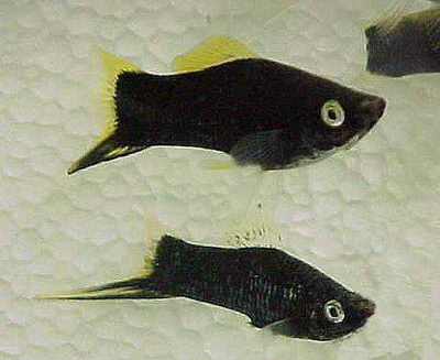 Черный меченосец. Xiphophorus helleri  - 74.jpg