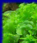 Опознание аквариумных растений - sub_wzrost_1_1.jpg