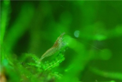 Фото Креветка бабаулти Caridina babaulti  (photo#10004)