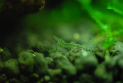 Фото Креветка бабаулти Caridina babaulti  (photo#10005)